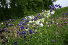 Des images de diff�rentes plantes